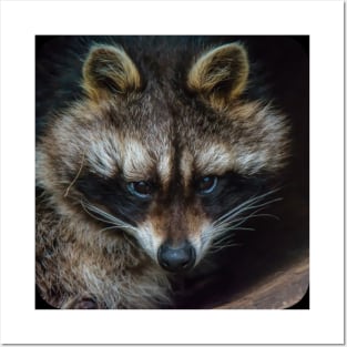 Raccoon Posters and Art